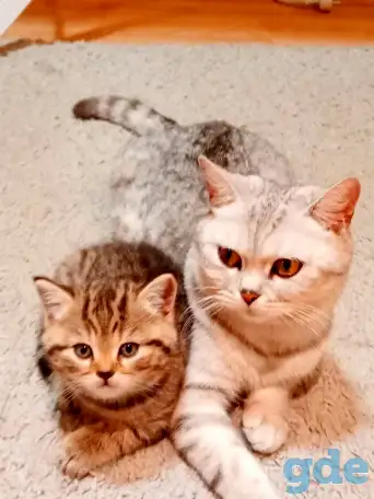 Шотландские котята, фотография 9