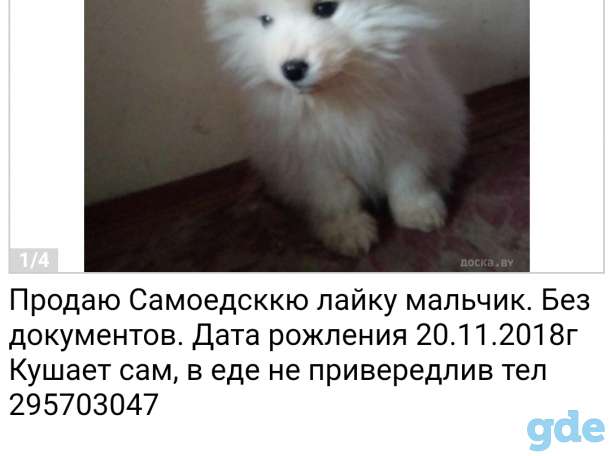 Продам щенка, фотография 1