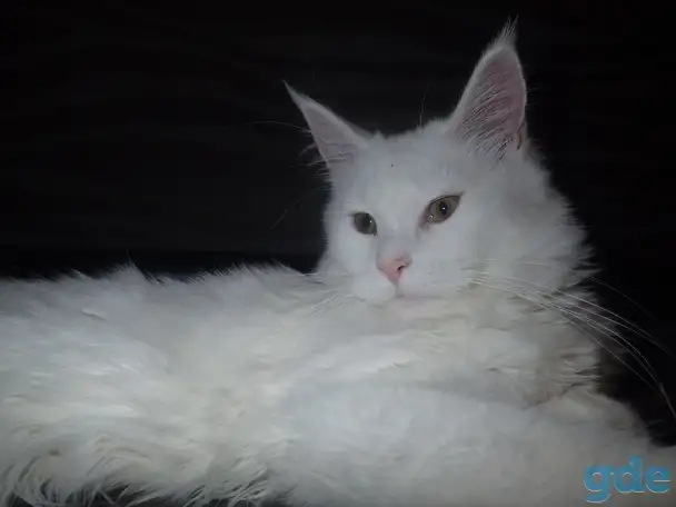 Мейн Кун, фотография 1