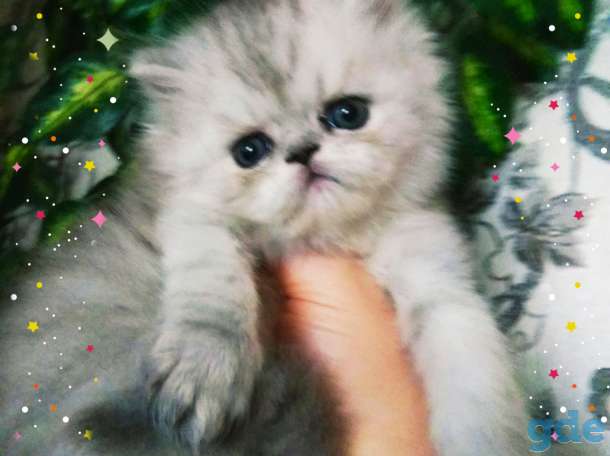 Персидские котята. Мальчики  экстремального типа., фотография 8