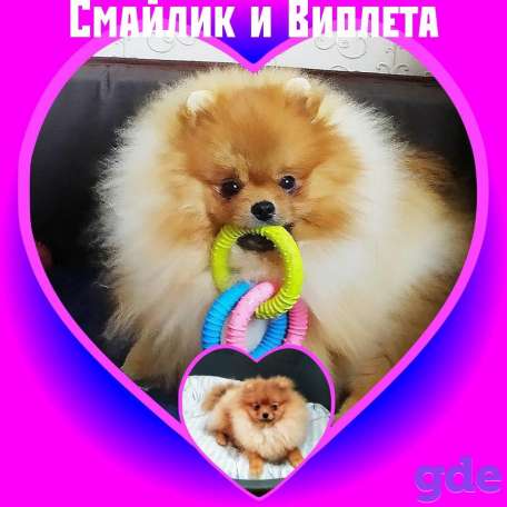 Шпицы, очаровательные щенки., фотография 10