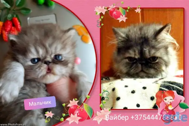 Персидские котята Экстремального типа чистокровные. Персы., фотография 12