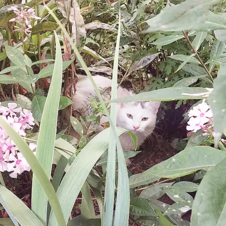 МОЛОДОЙ, БЕЛОСНЕЖНЫЙ КОТИК С ГУСТОЙ РОСКОШНОЙ ШЕРСТКОЙ В ДОБРЫЕ РУКИ!!!, фотография 3