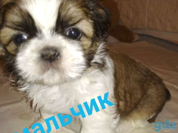 Продам породистых щенков ши тцу!, фотография 8
