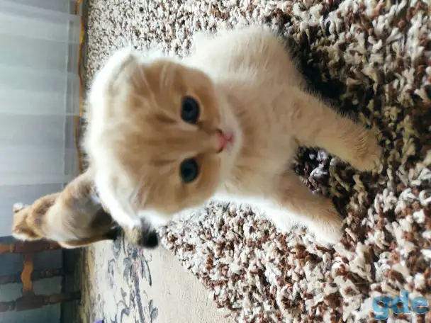 Шотландский котёнок, фотография 4