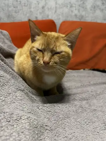 В ДАР КОТИК, фотография 3