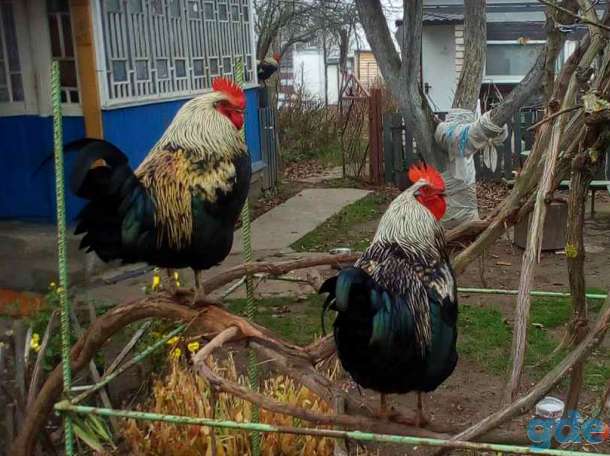 Петухи, фотография 1