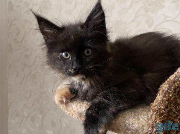 Котята мейн-куны, фотография 8