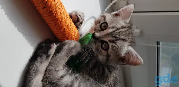 Котята шотландской короткошерстной, фотография 7