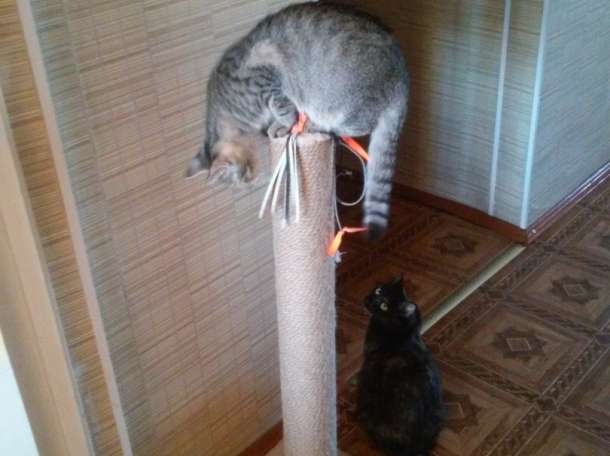 Кошечка Барбара в дар, фотография 3