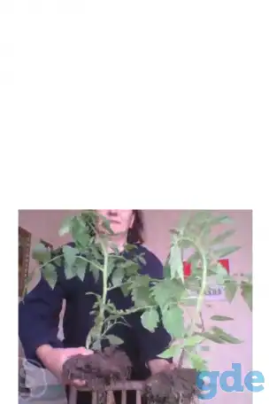 На продажу крупная рассада помидор, фотография 1