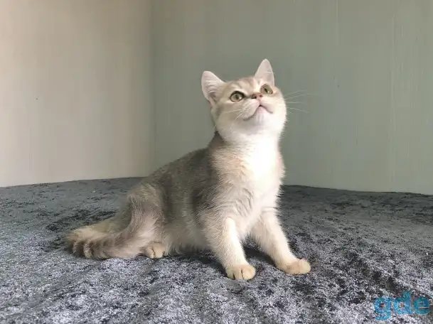 Шотландская кошка голубая золотая шиншилла, фотография 2