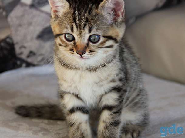 Британские короткошерстные котята, фотография 9
