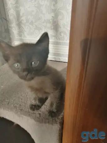 Отдам котят в хорошие руки, фотография 5