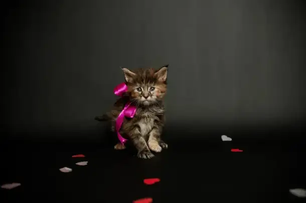 котята мейн-кун, фотография 3