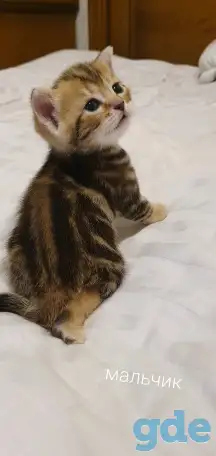Шотландские котята, фотография 11
