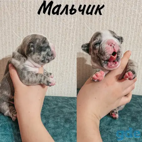 Французские булочки, фотография 9