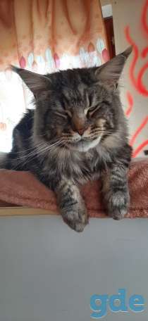 Котята мейн кун, фотография 6