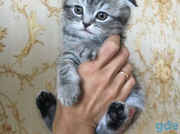 Шотландские котята, фотография 3