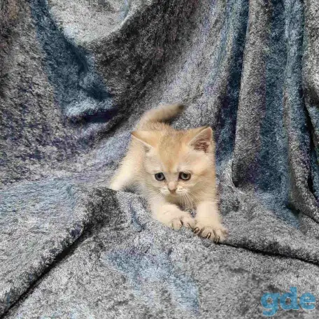 Шотландская кошка золотая шиншилла, фотография 8