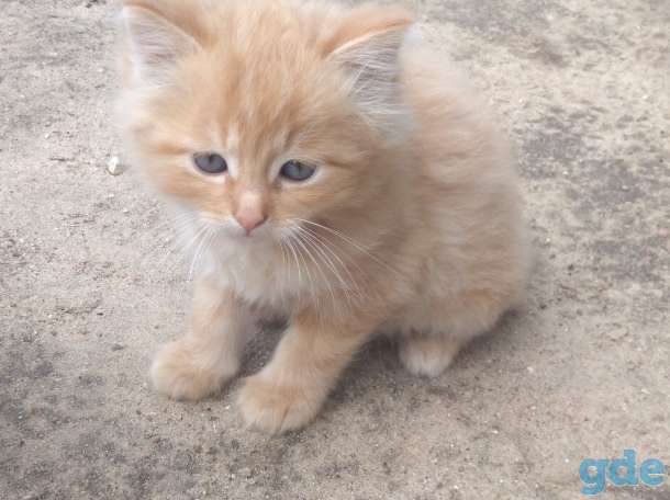 Котята, фотография 3