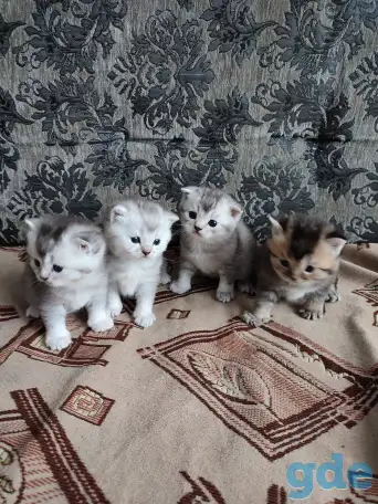 Продажа шотландских котят, фотография 2