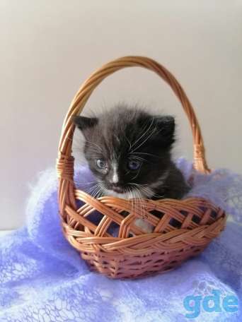 Котенок и его мама ищут дом, фотография 2
