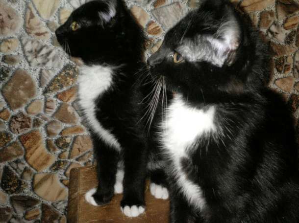 Котята в дар, фотография 5