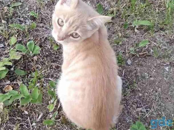 Котята в дар! Минск!, фотография 5