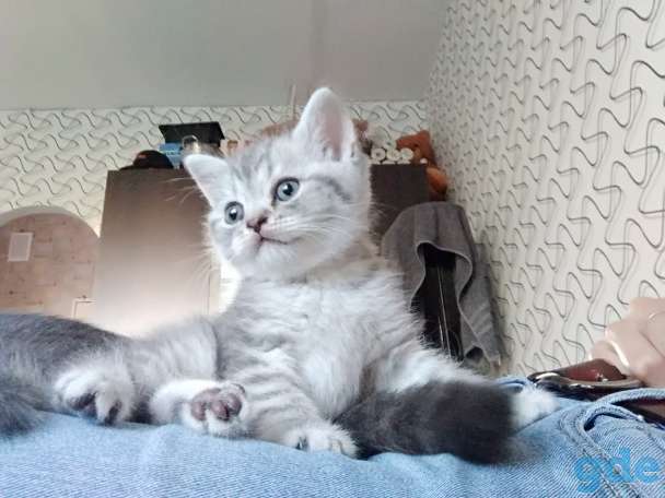 Шотландские котята, фотография 11