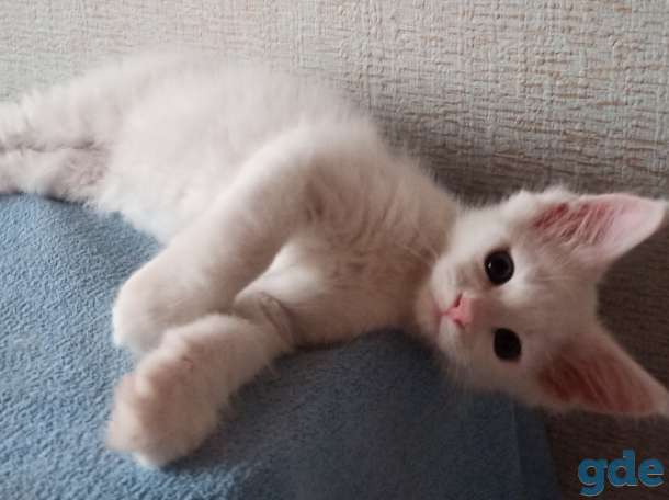 Продам котят породы Мейн-кун, фотография 3