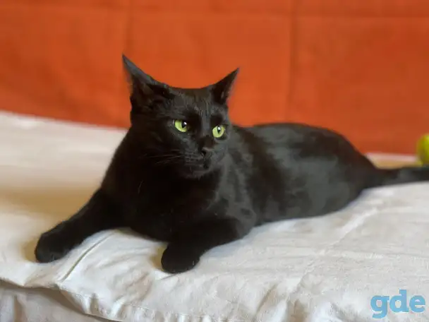 Чёрная кошка Агата мечтает обрести семью!, фотография 9