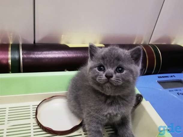 Британский котенок, фотография 6