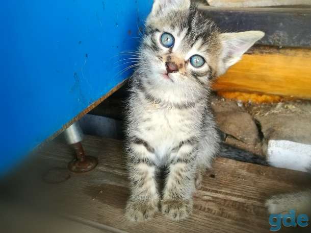Котята. БЕСПЛАТНО., фотография 2