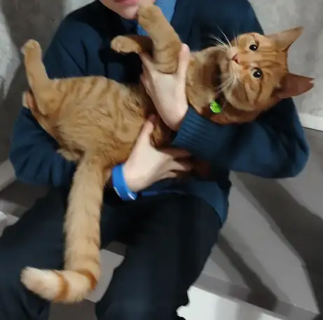 Пропал рыжий кот, фотография 4