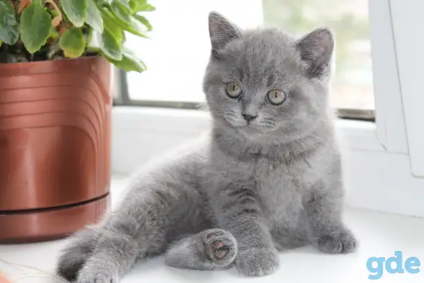 Британские котята, фотография 5