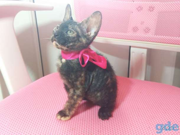 котята донского сфинкса, фотография 4
