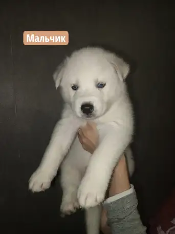 Продаются славные щенк., фотография 2