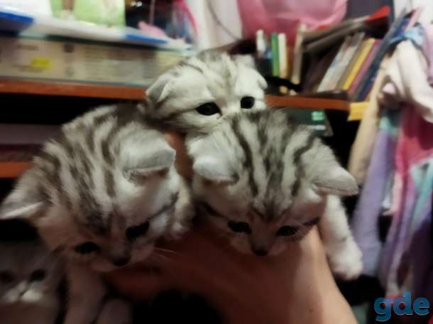 Шотландские котята, фотография 10