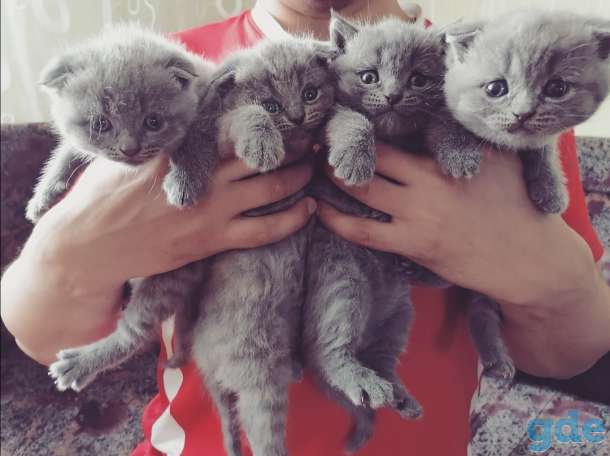 Шотландские котята, фотография 1