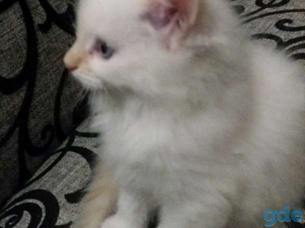Котята, фотография 7