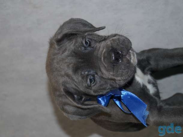ЩЕНКИ КАНЕ КОРСО, фотография 1
