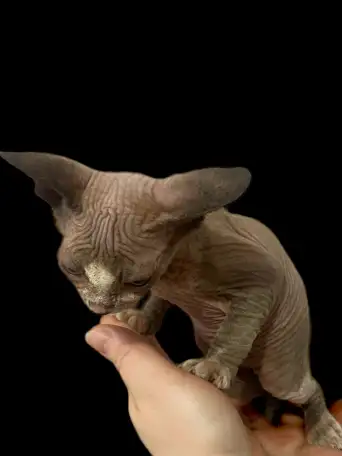 Котята канадского сфинкса, фотография 7