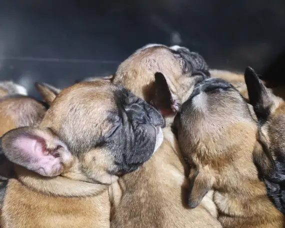 Французский бульдог, фотография 2