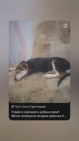 Собаки, фотография 1