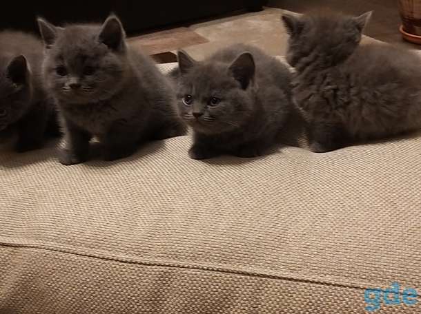 Британские котята, фотография 3