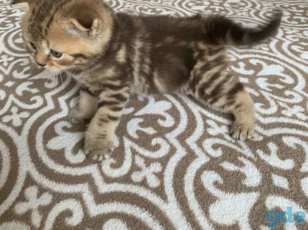 Шотландские котята, фотография 1