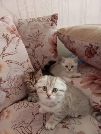 Котята, фотография 7