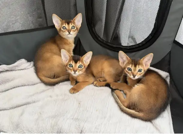 абиссинкие чистокровные котята, фотография 1