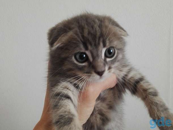 Продается котёнок, фотография 3